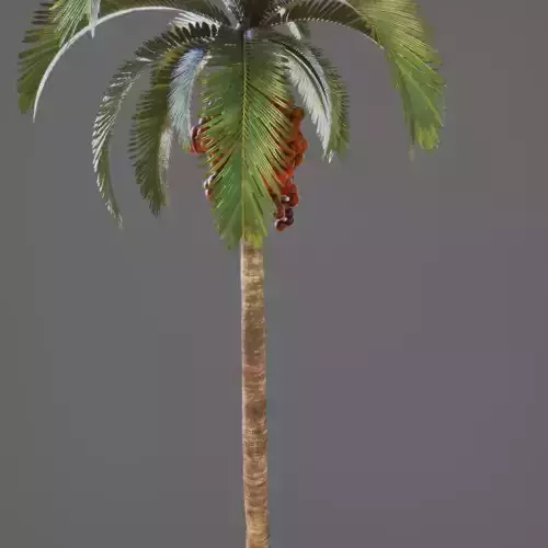 Essential Plant Pack  Palms Herbs and foliage 3D model 4