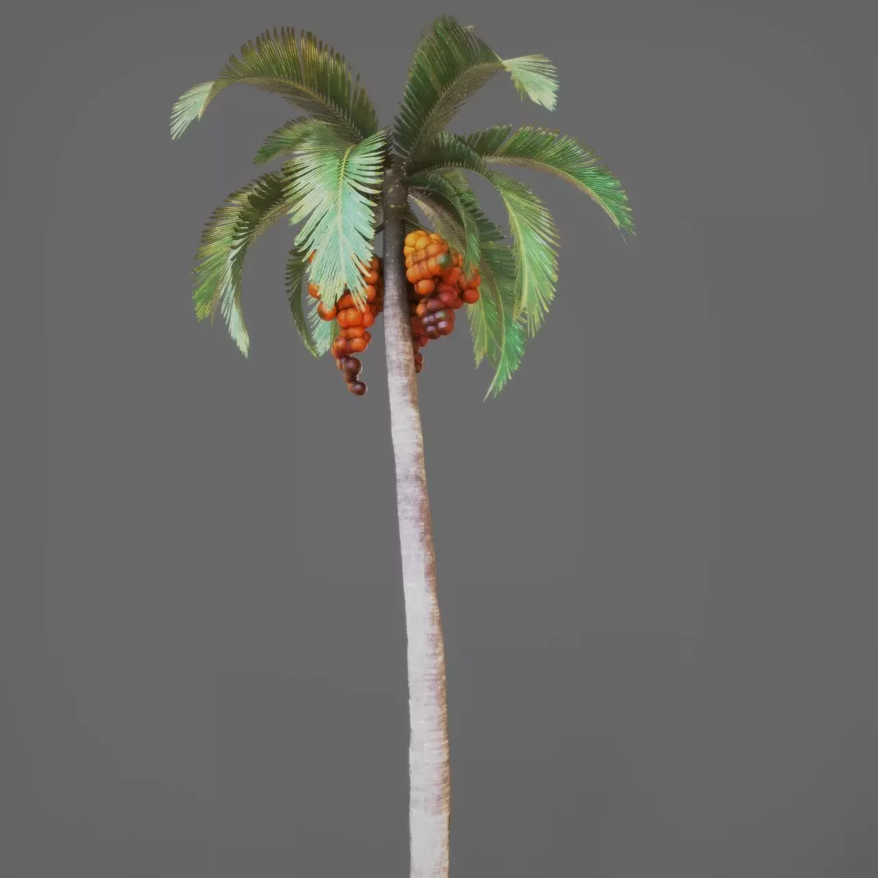 Essential Plant Pack  Palms Herbs and foliage 3D model_13