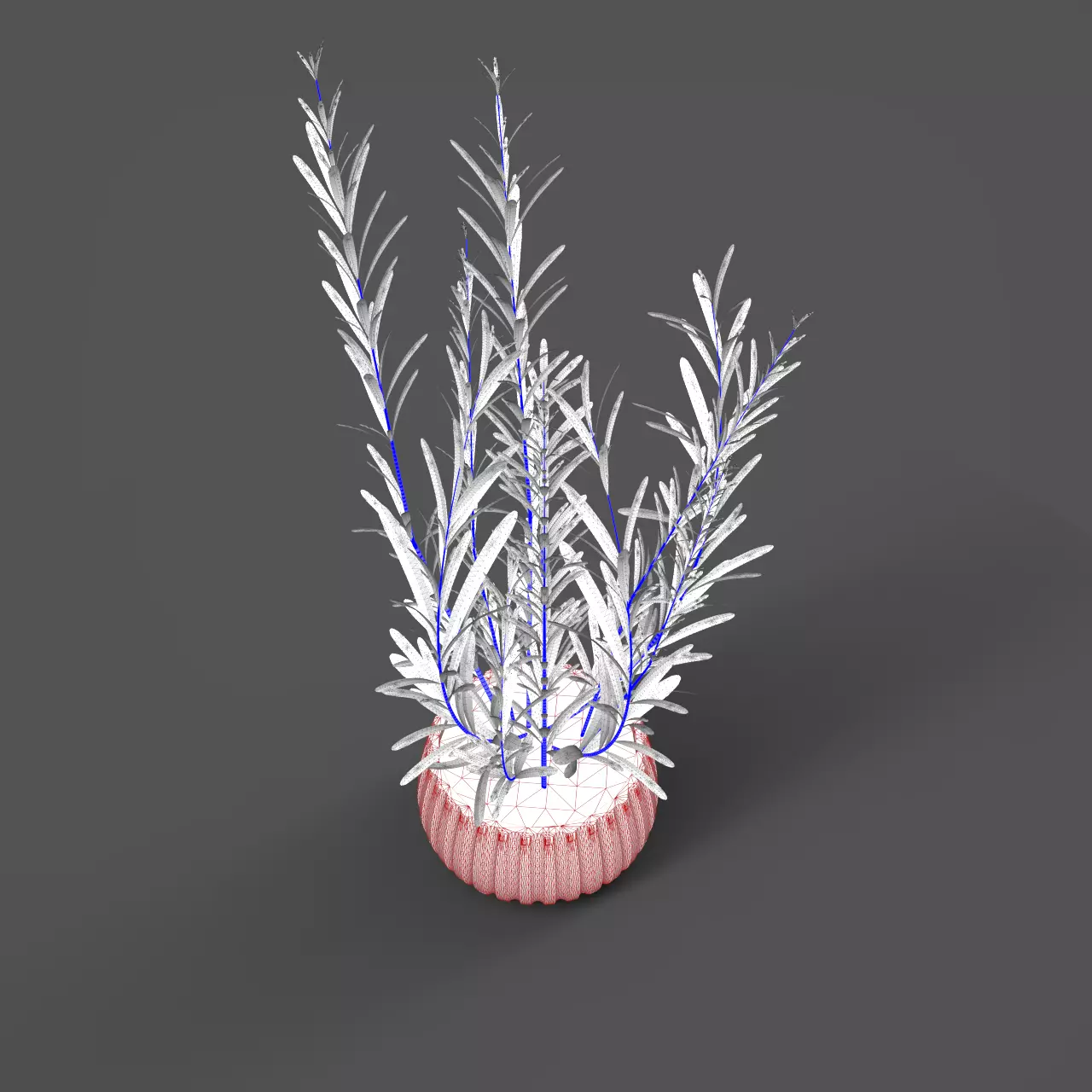 Essential Plant Pack  Palms Herbs and foliage 3D model_28