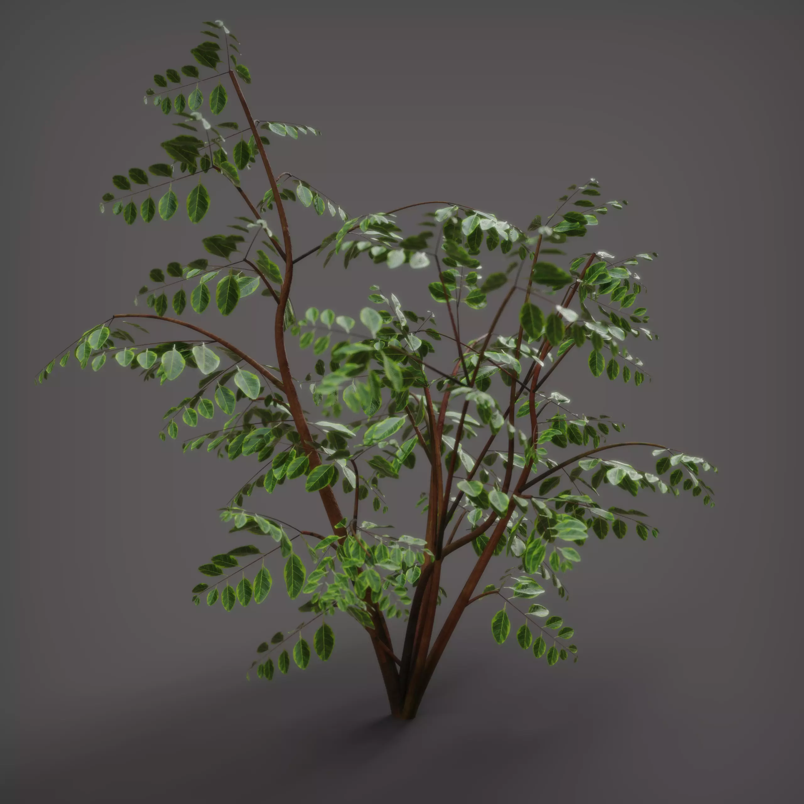 Essential Plant Pack  Palms Herbs and foliage 3D model_8