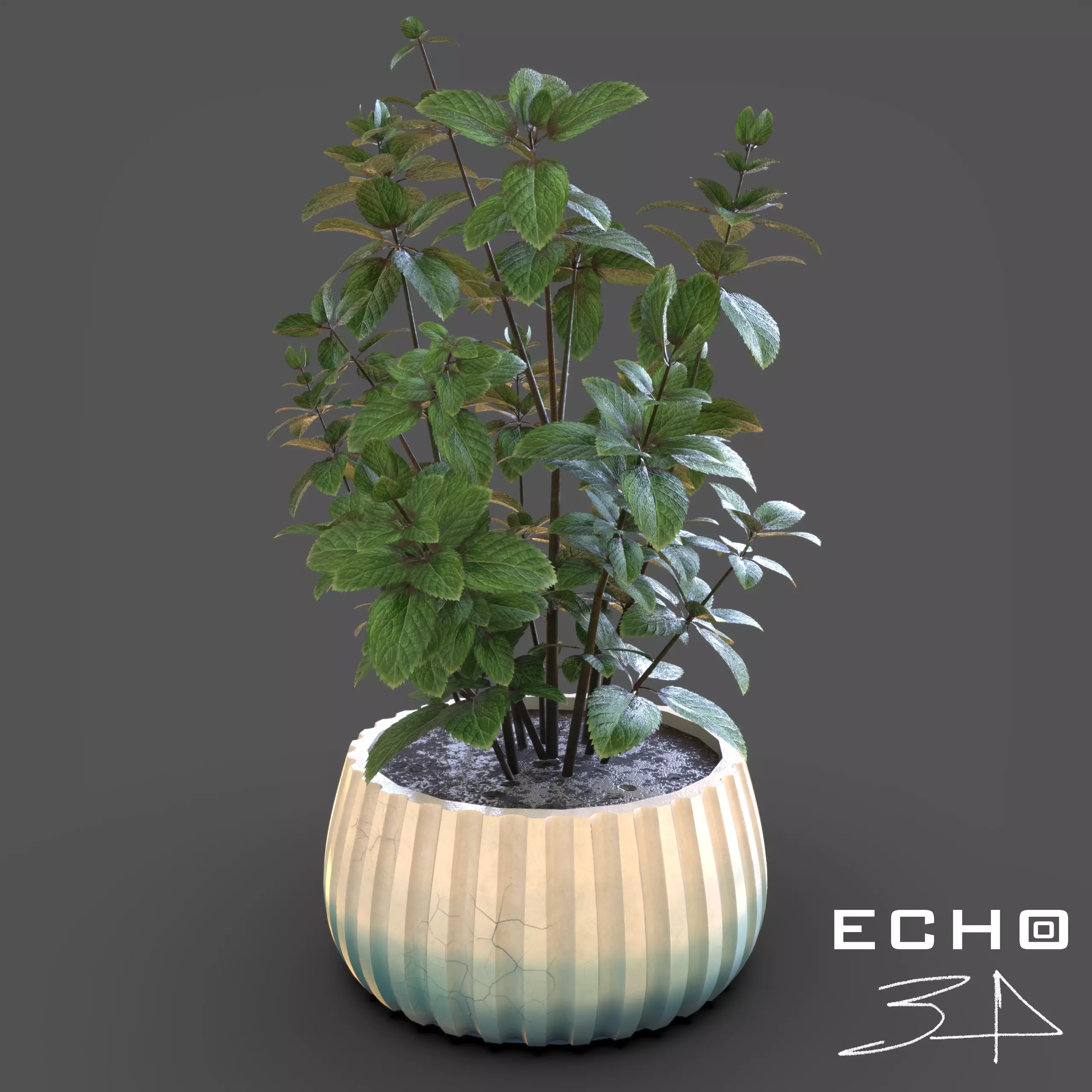 Essential Plant Pack  Palms Herbs and foliage 3D model_5