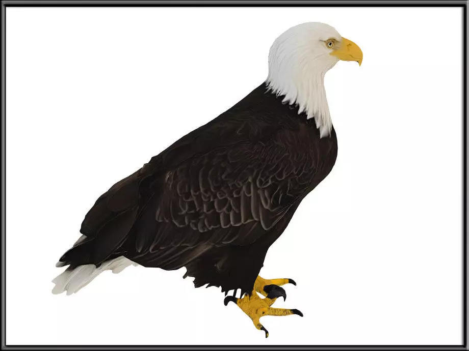 EAGLE Low-poly 3D model_2