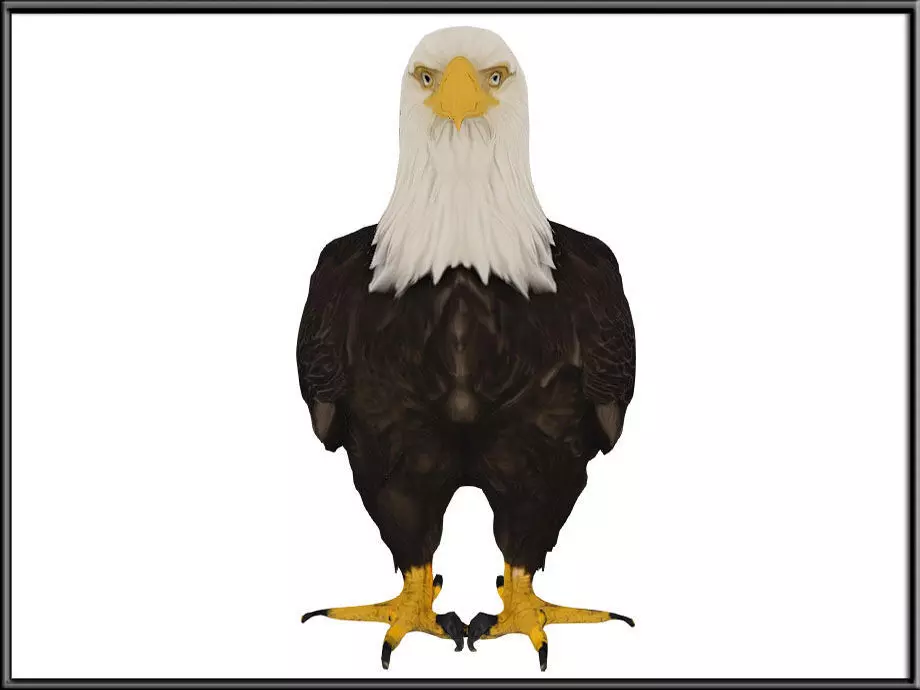 EAGLE Low-poly 3D model_1