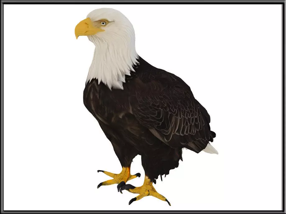 EAGLE Low-poly 3D model_0