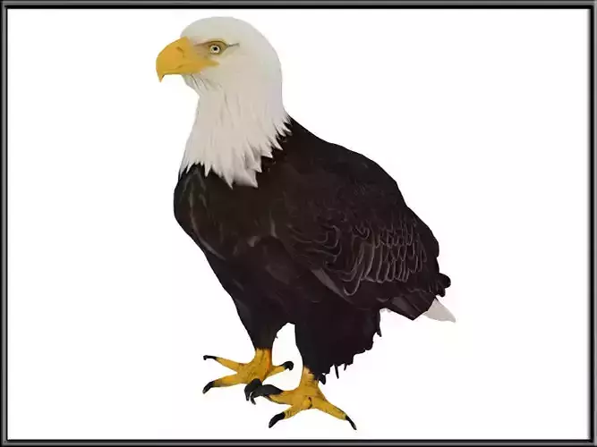 EAGLE
