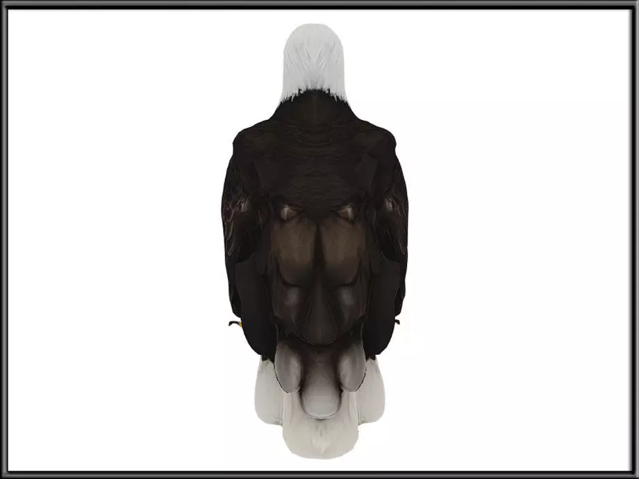 EAGLE Low-poly 3D model_3