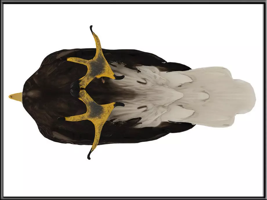 EAGLE Low-poly 3D model_4