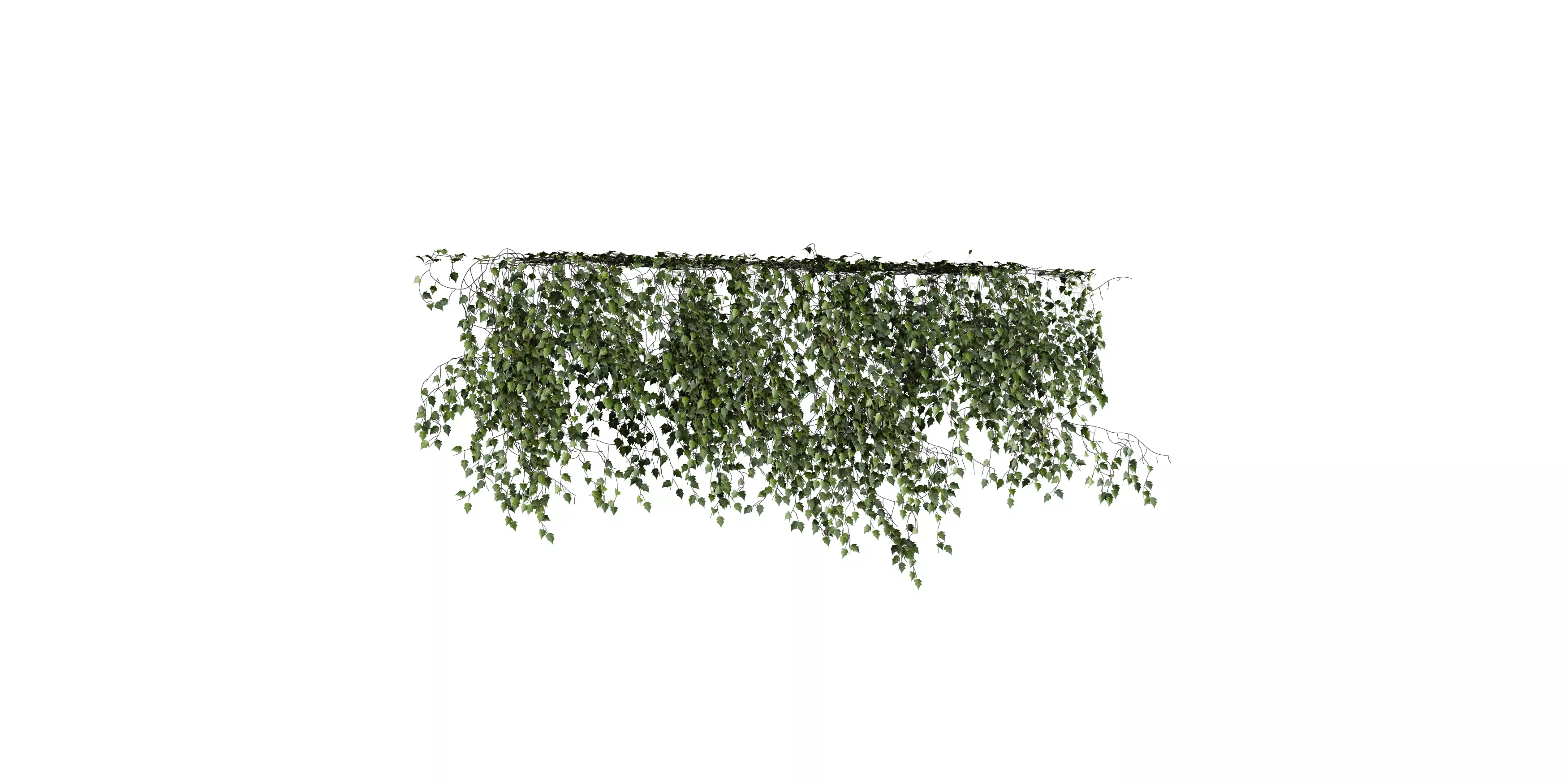 Hanging Wall Ivy 04 Free 3D model_2