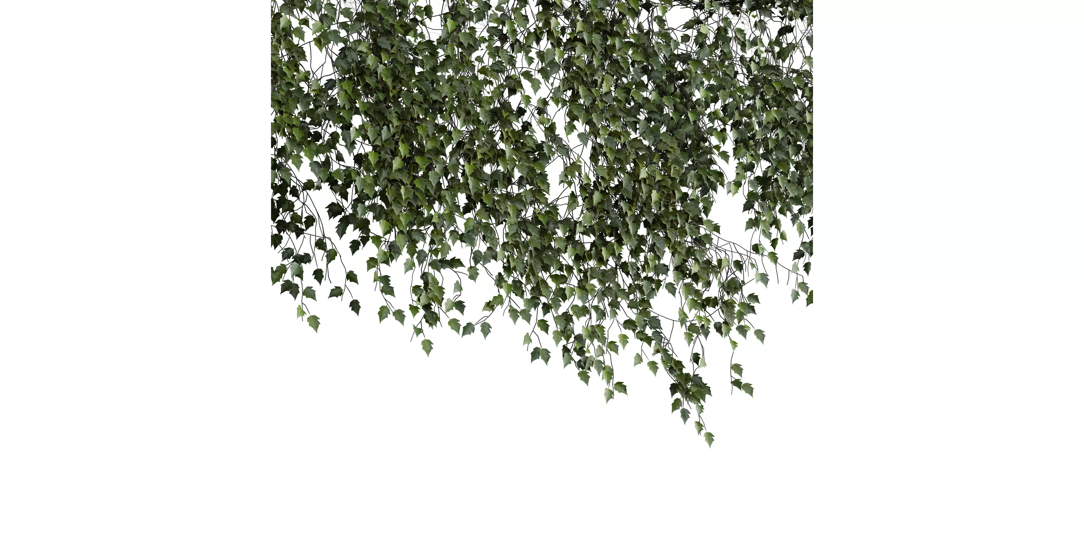Hanging Wall Ivy 04 Free 3D model_3
