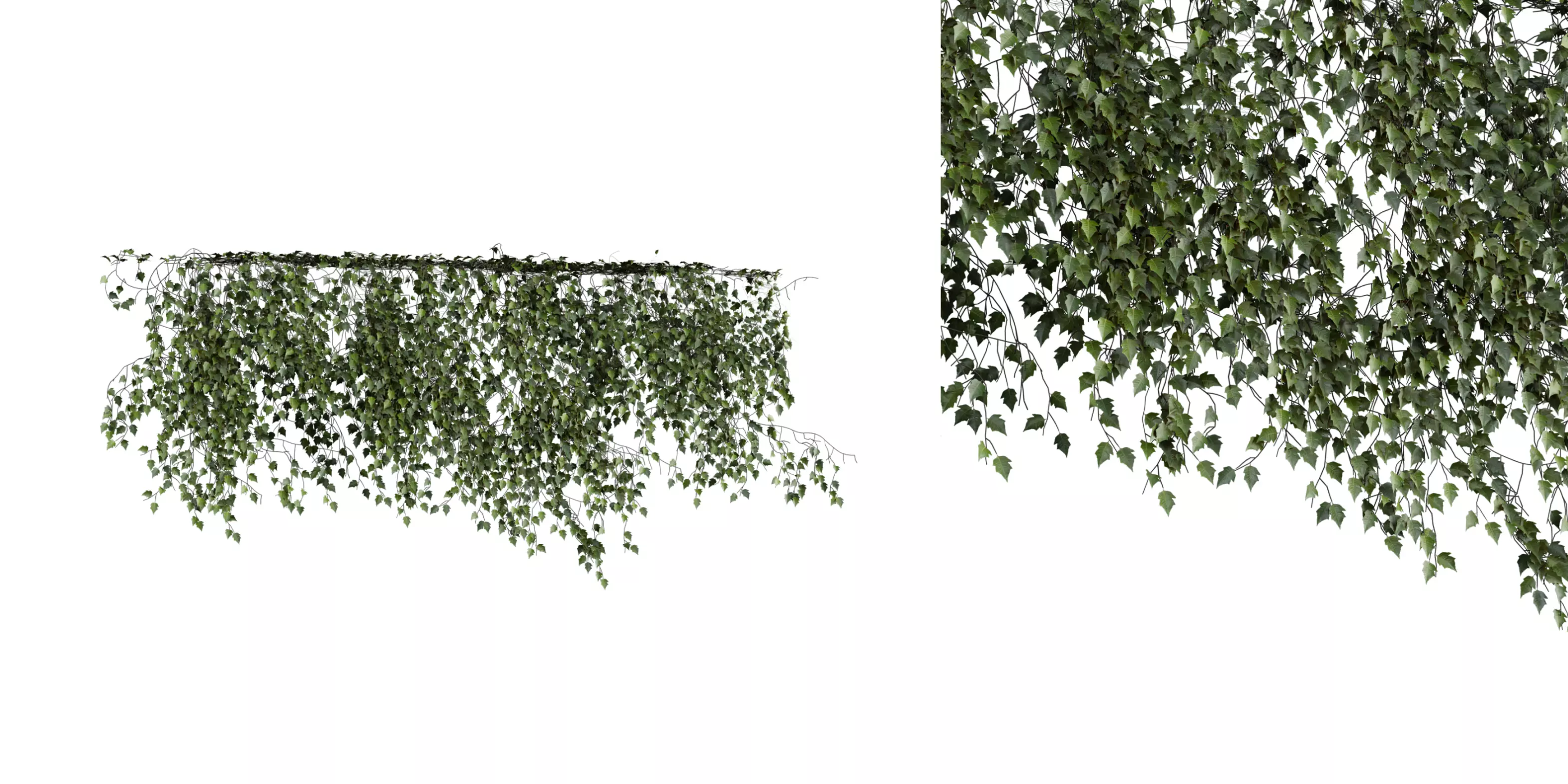 Hanging Wall Ivy 04 Free 3D model_0
