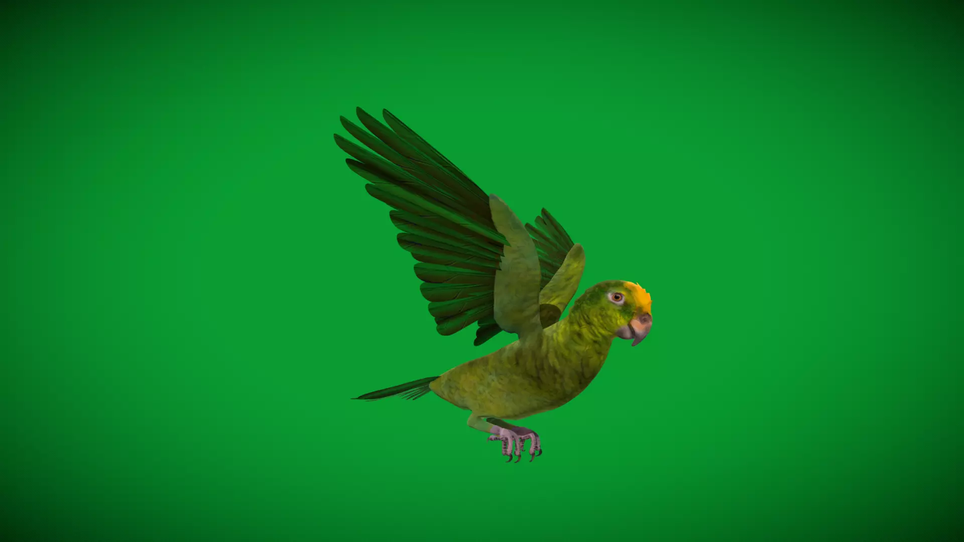 Yellow Crowned Amazon Parrot Bird Low-poly 3D model_49