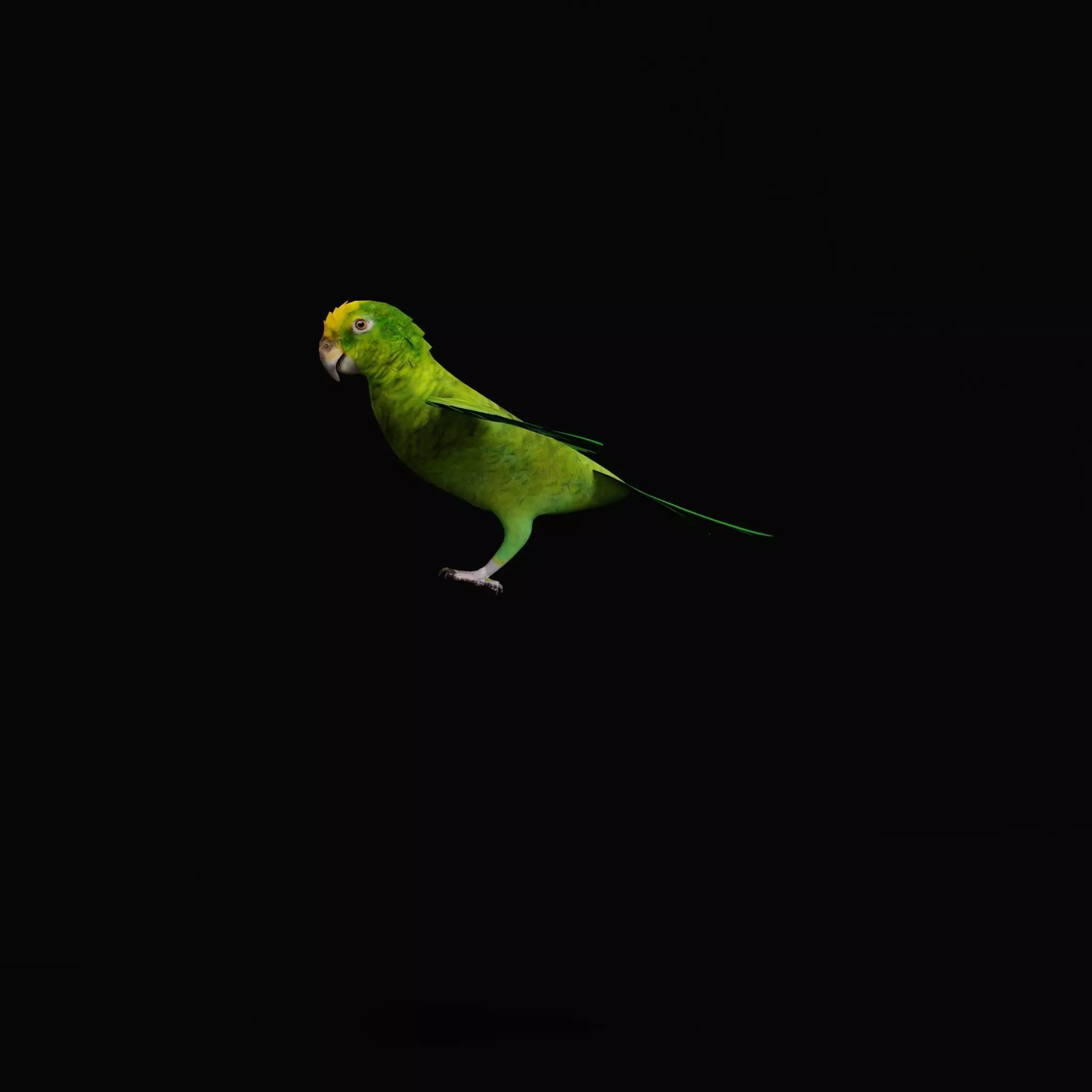 Yellow Crowned Amazon Parrot Bird Low-poly 3D model_11