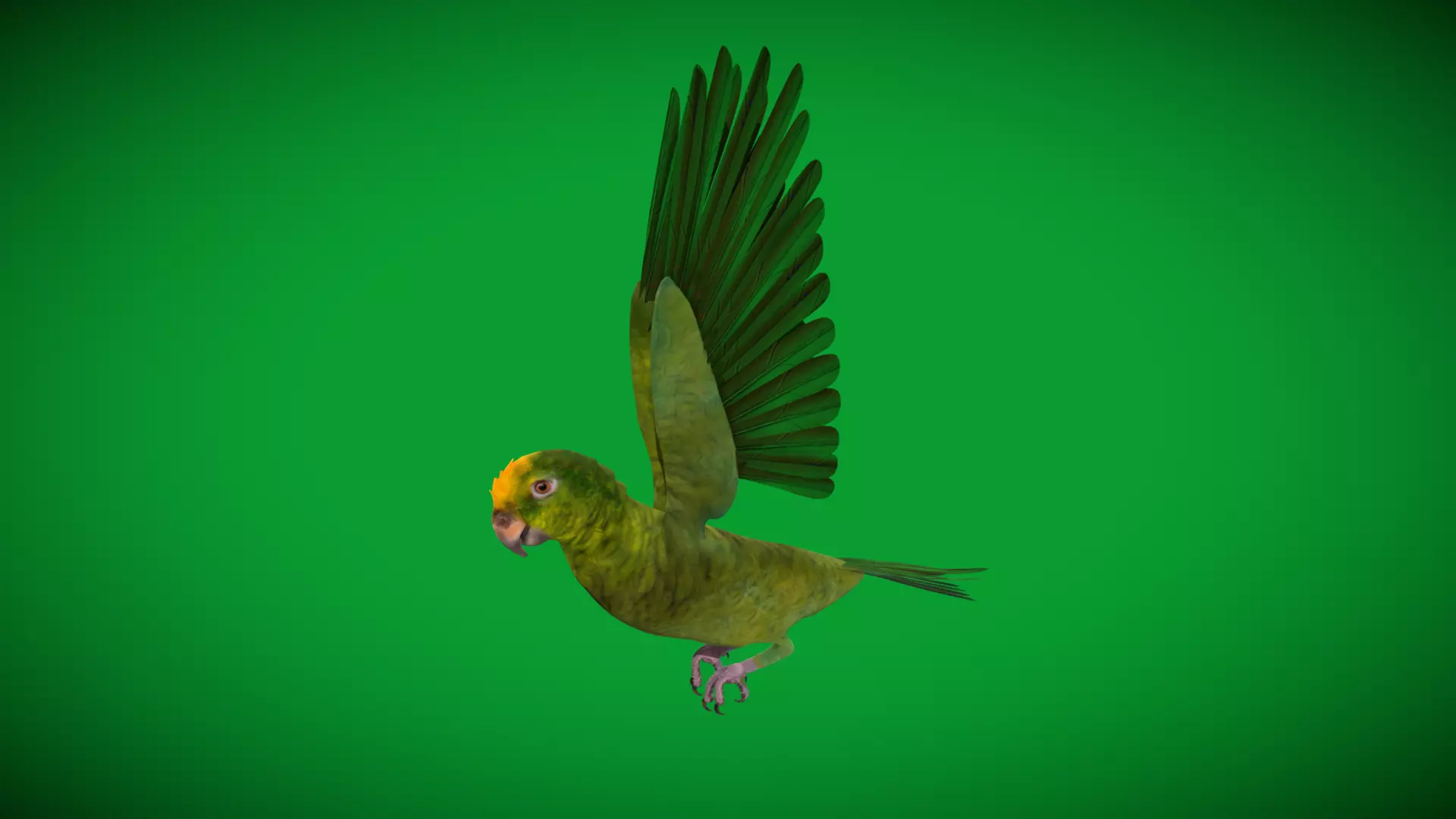 Yellow Crowned Amazon Parrot Bird Low-poly 3D model_42