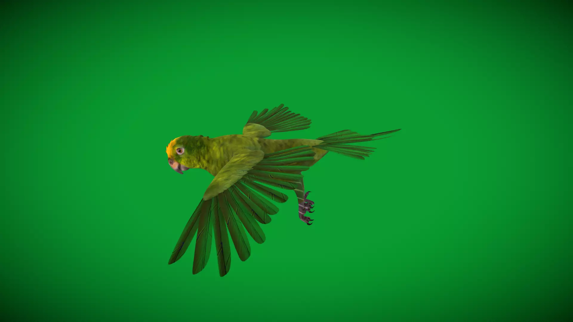 Yellow Crowned Amazon Parrot Bird Low-poly 3D model_9