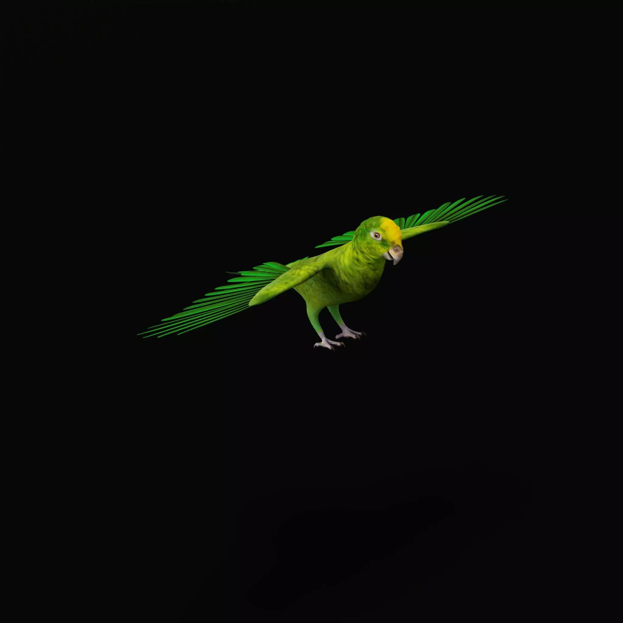 Yellow Crowned Amazon Parrot Bird Low-poly 3D model_13