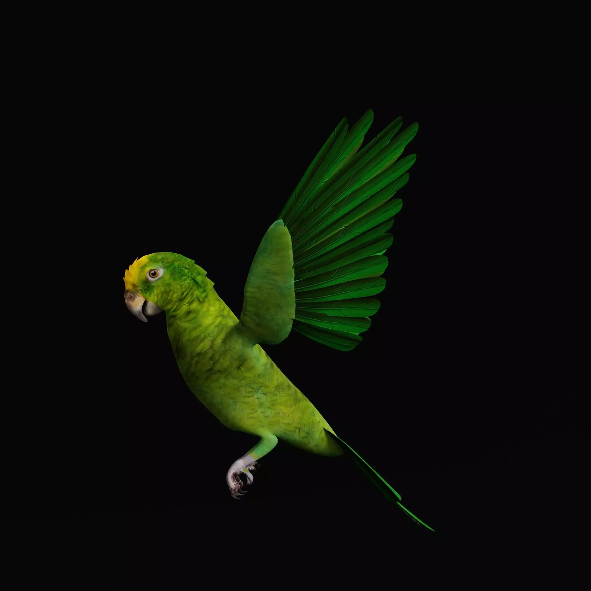 Yellow Crowned Amazon Parrot Bird Low-poly 3D model_20