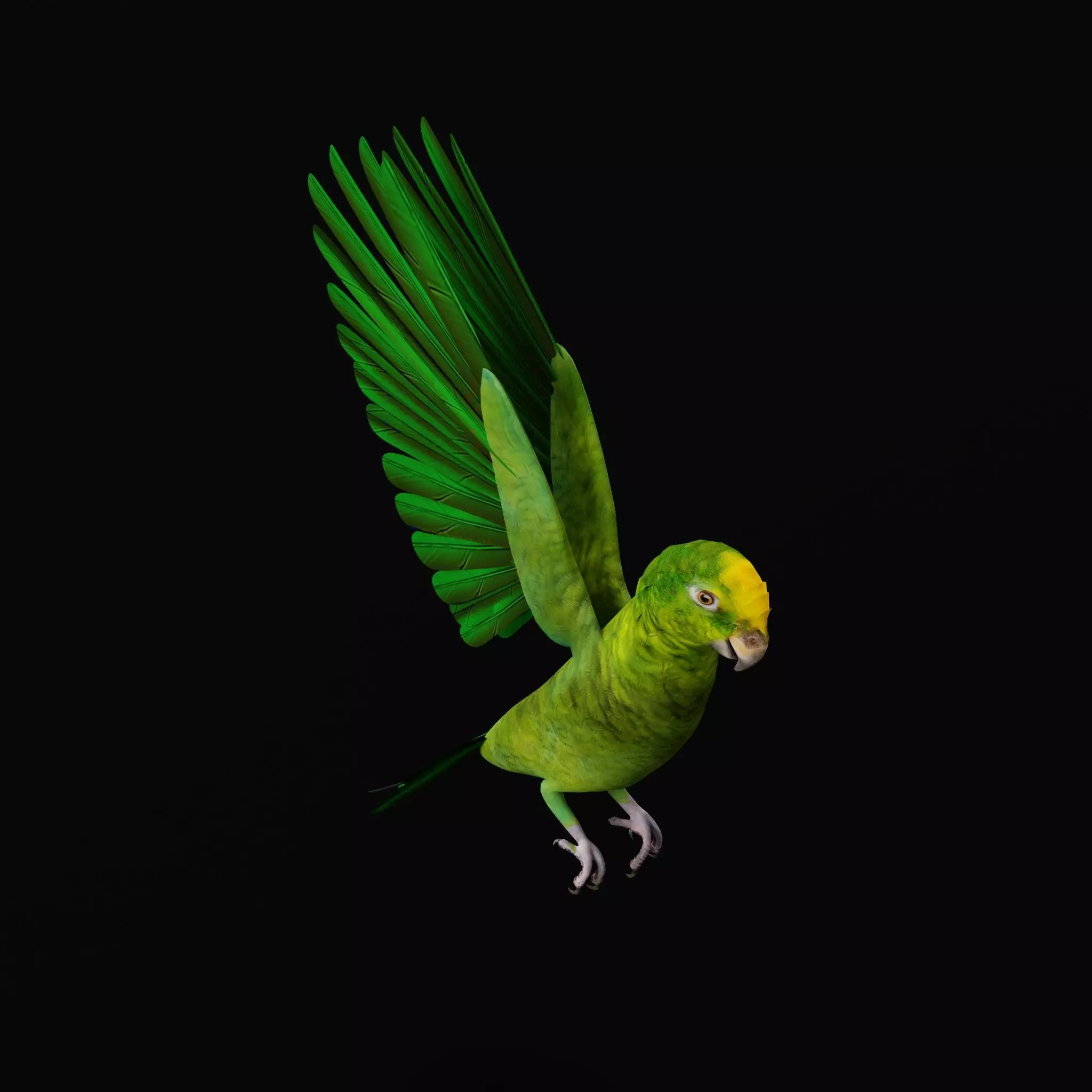 Yellow Crowned Amazon Parrot Bird Low-poly 3D model_19