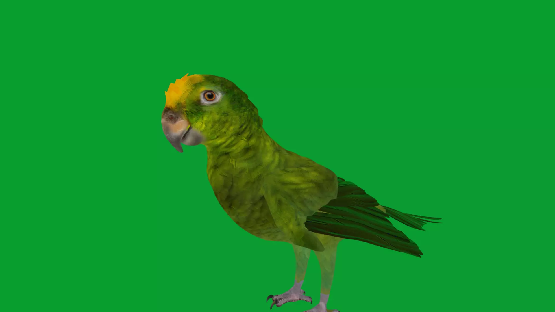 Yellow Crowned Amazon Parrot Bird Low-poly 3D model_21