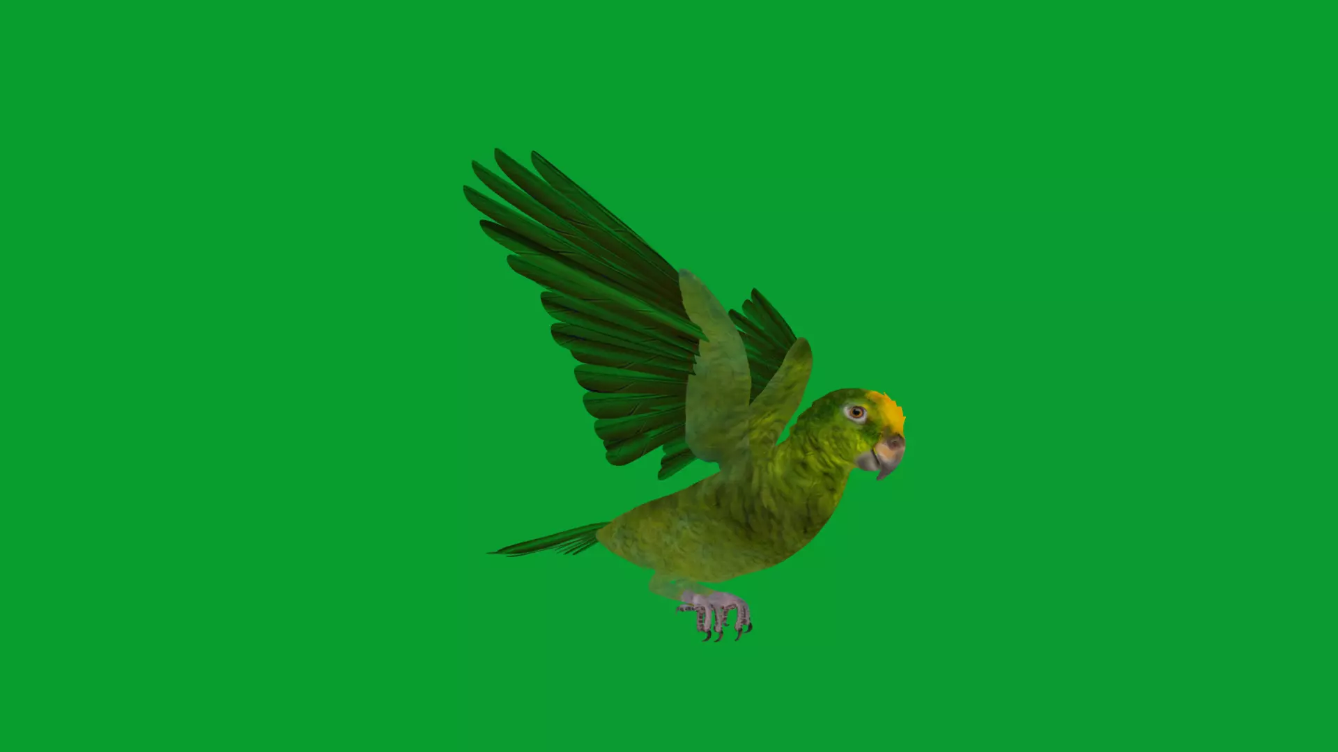 Yellow Crowned Amazon Parrot Bird Low-poly 3D model_40