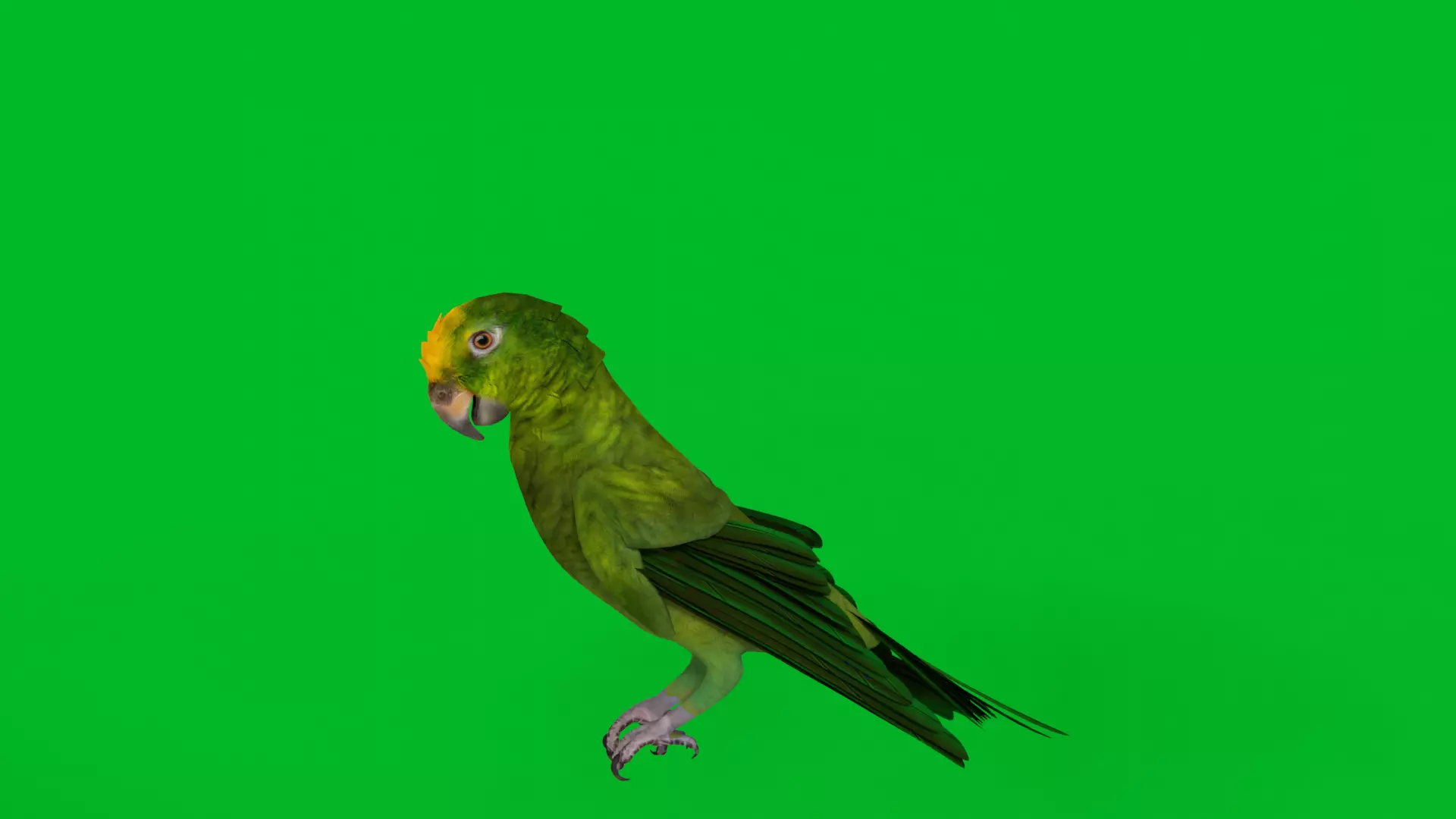 Yellow Crowned Amazon Parrot Bird Low-poly 3D model_3