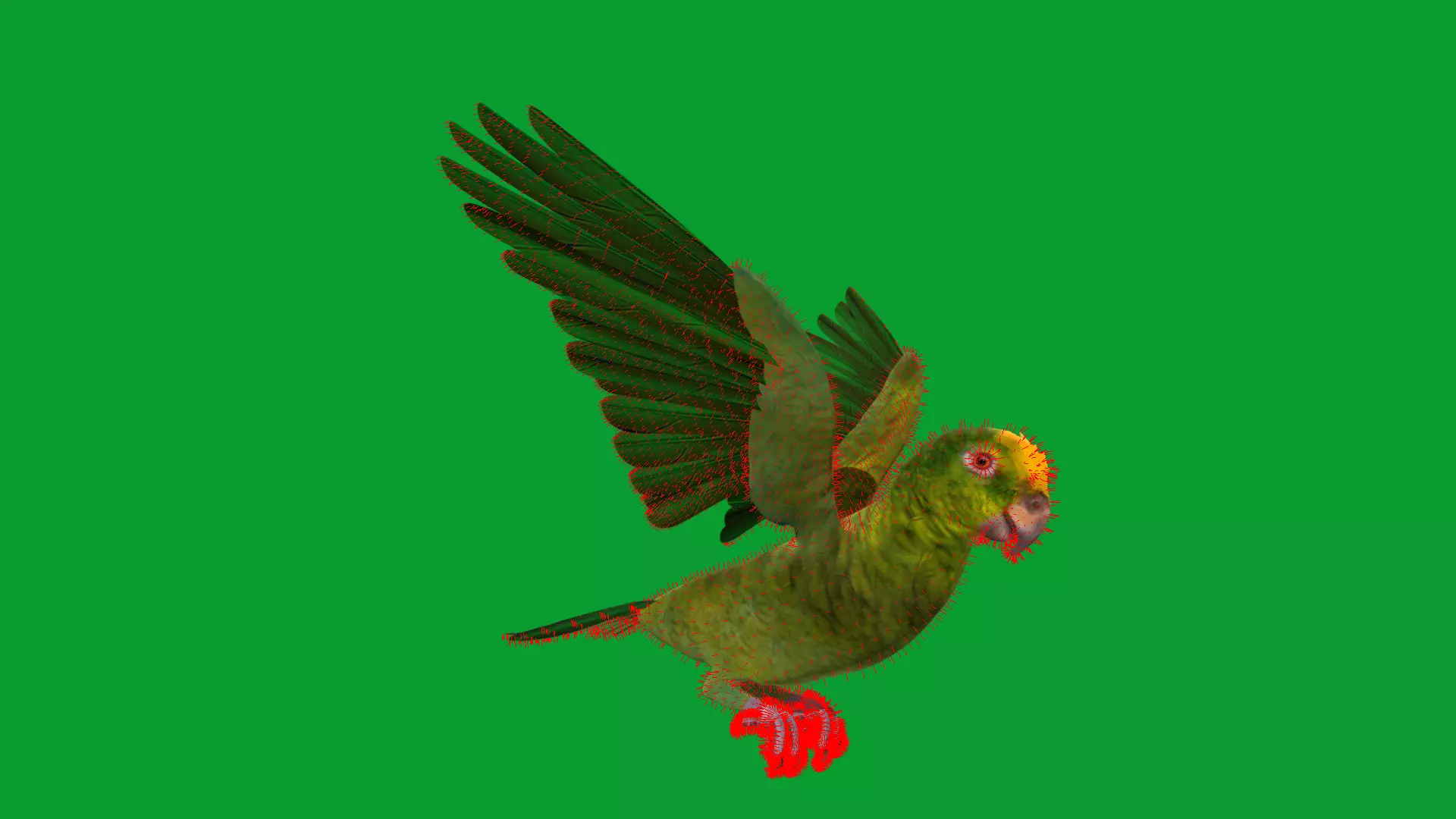 Yellow Crowned Amazon Parrot Bird Low-poly 3D model_48