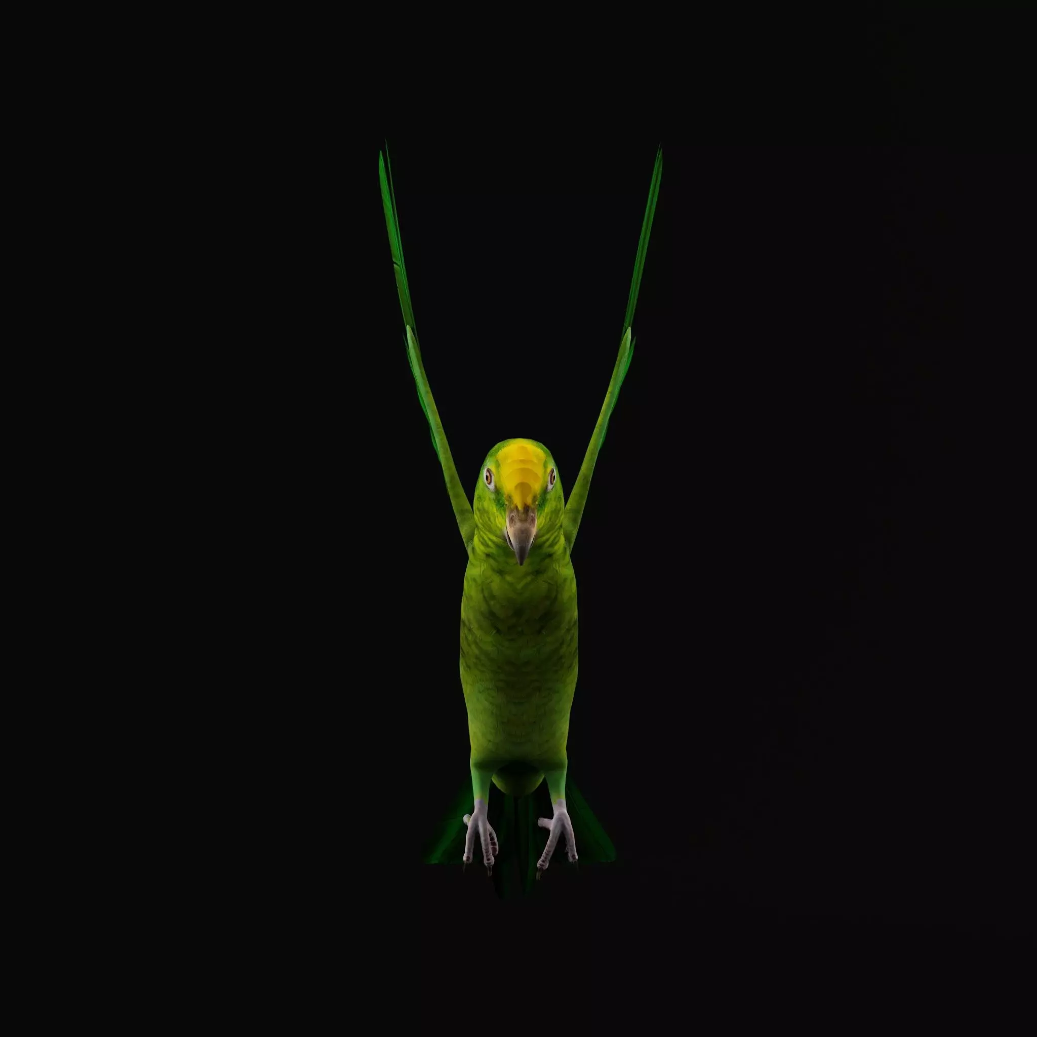 Yellow Crowned Amazon Parrot Bird Low-poly 3D model_12