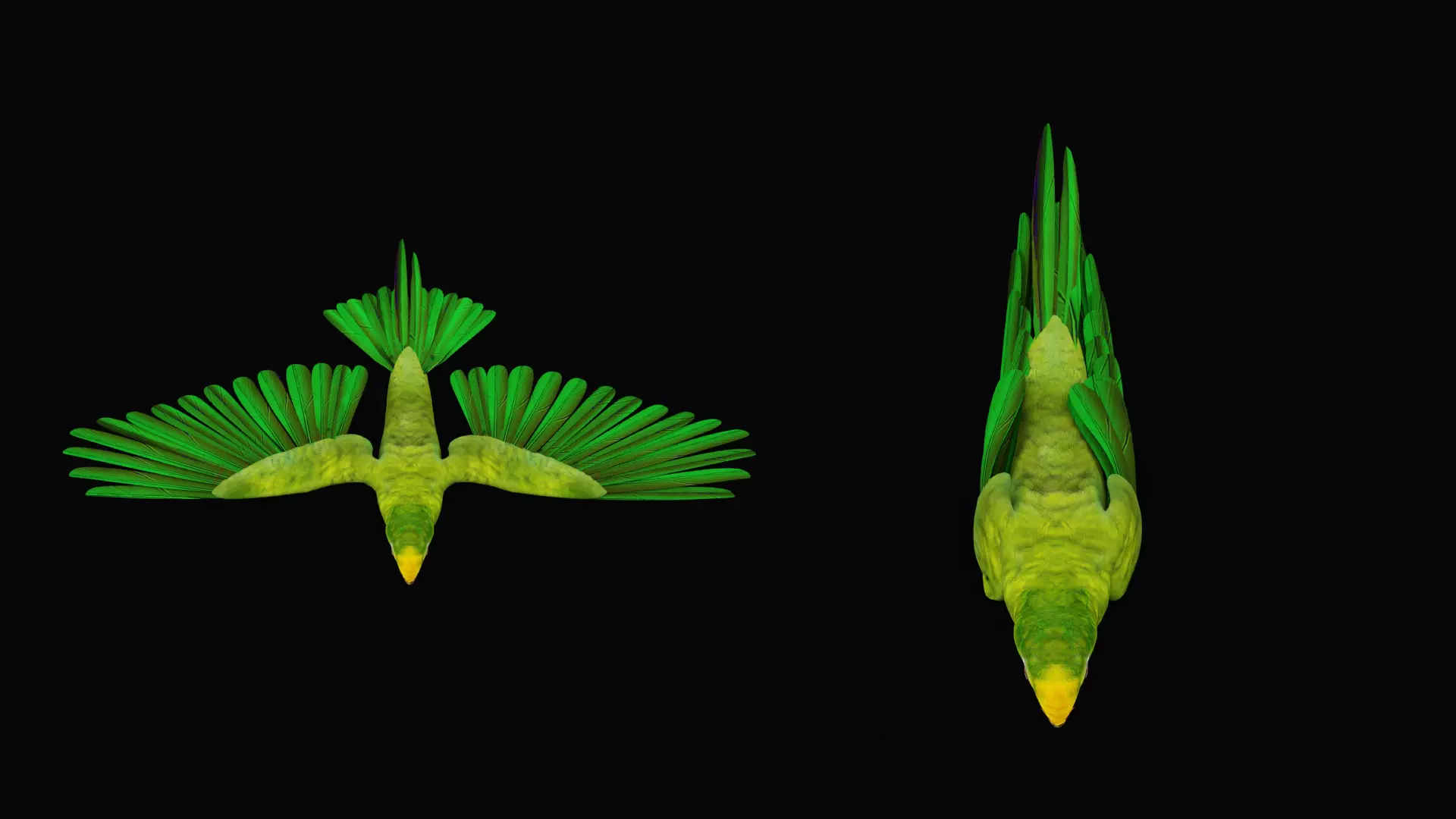 Yellow Crowned Amazon Parrot Bird Low-poly 3D model_25