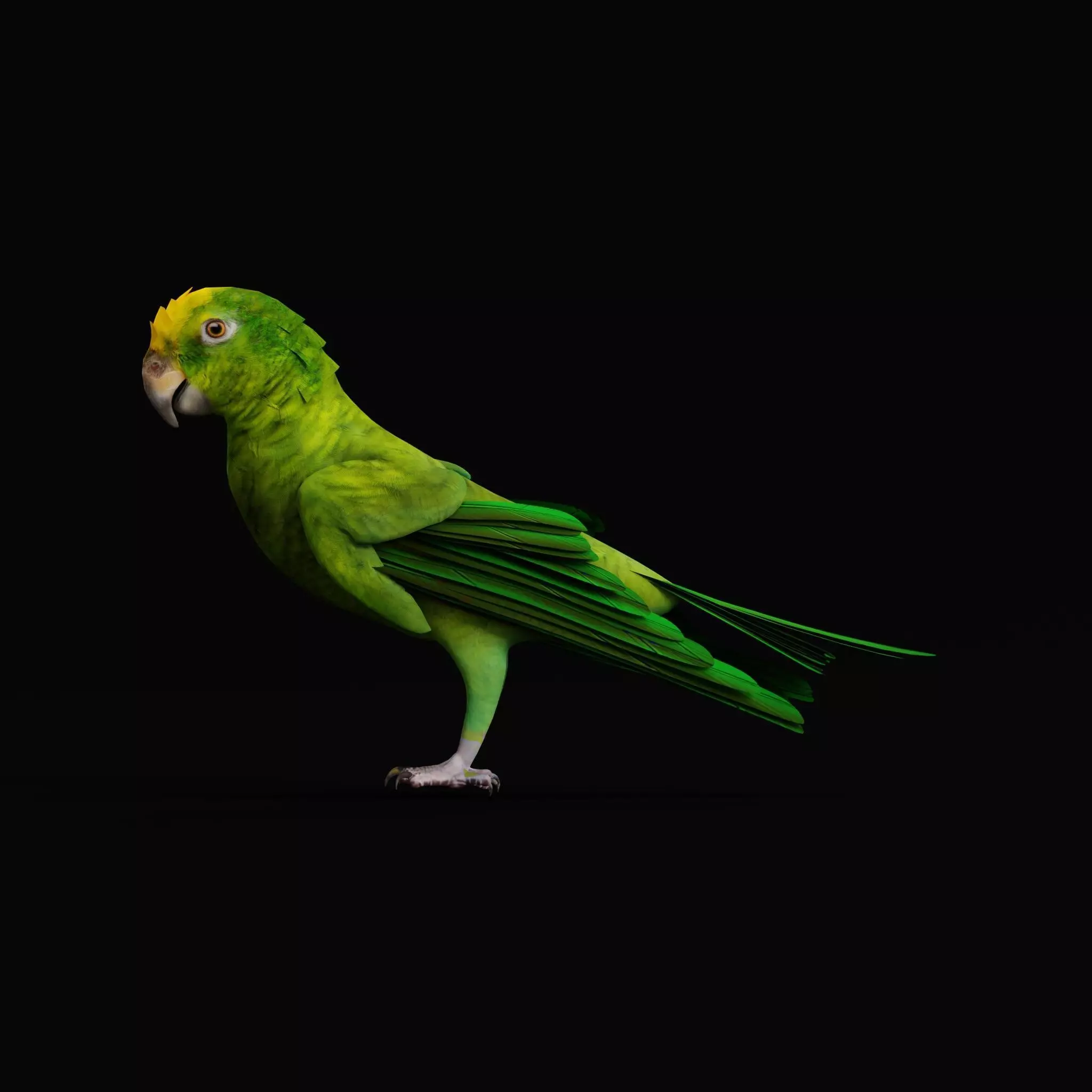 Yellow Crowned Amazon Parrot Bird Low-poly 3D model_17