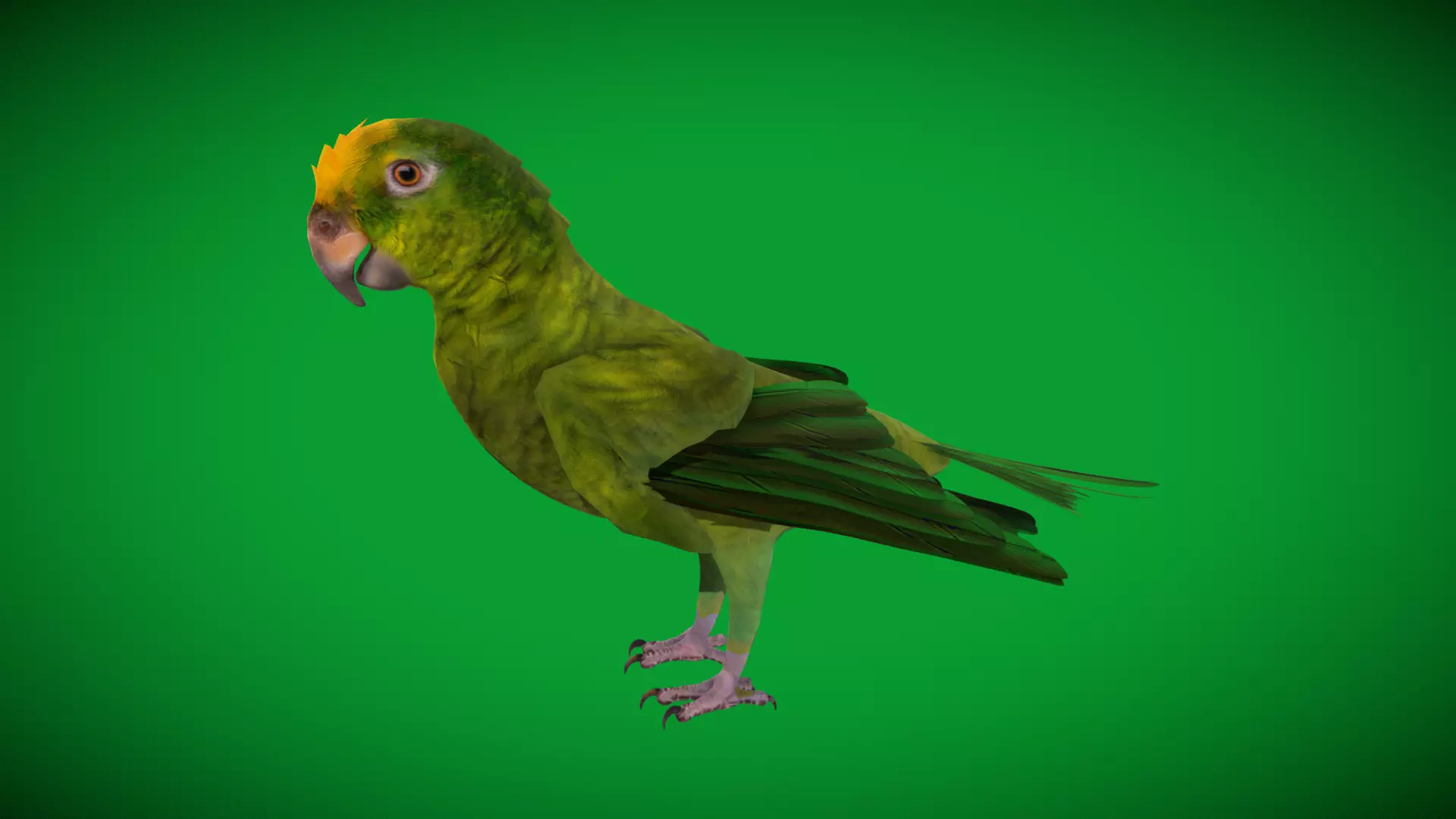 Yellow Crowned Amazon Parrot Bird Low-poly 3D model_46