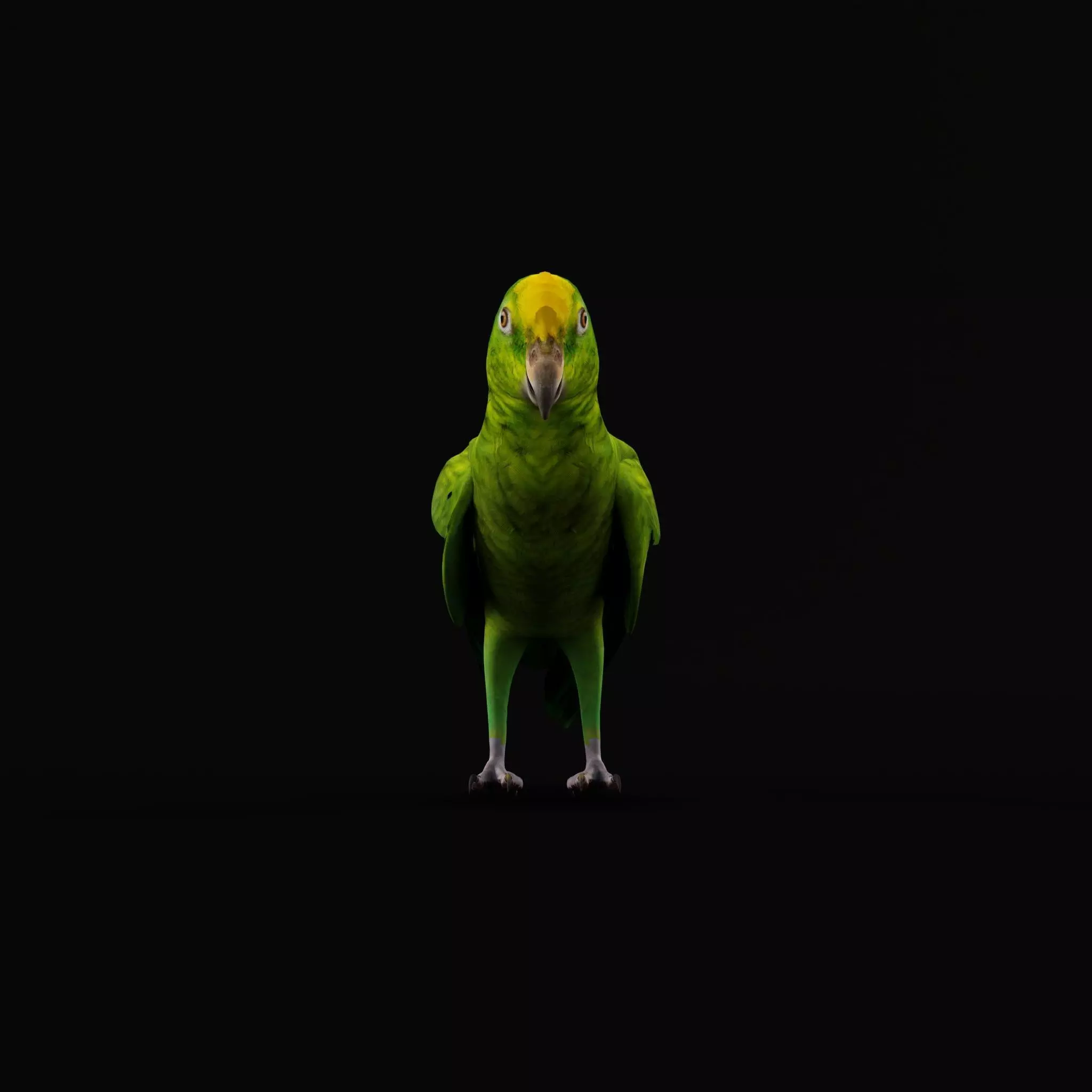 Yellow Crowned Amazon Parrot Bird Low-poly 3D model_16