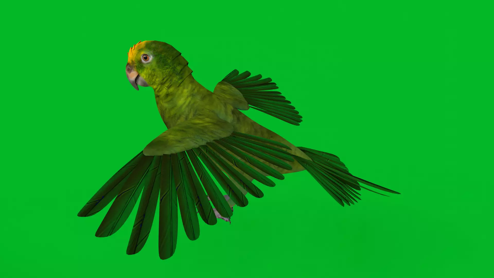 Yellow Crowned Amazon Parrot Bird Low-poly 3D model_6