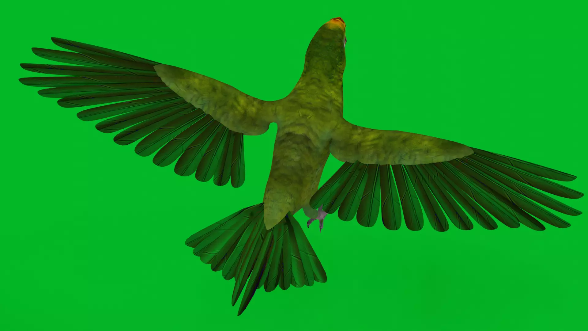 Yellow Crowned Amazon Parrot Bird Low-poly 3D model_7