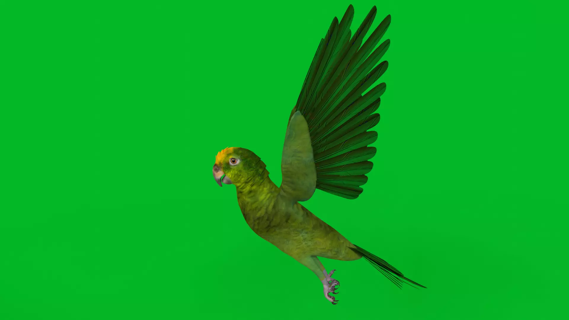 Yellow Crowned Amazon Parrot Bird Low-poly 3D model_4