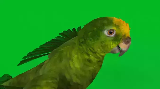 Yellow Crowned Amazon Parrot Bird