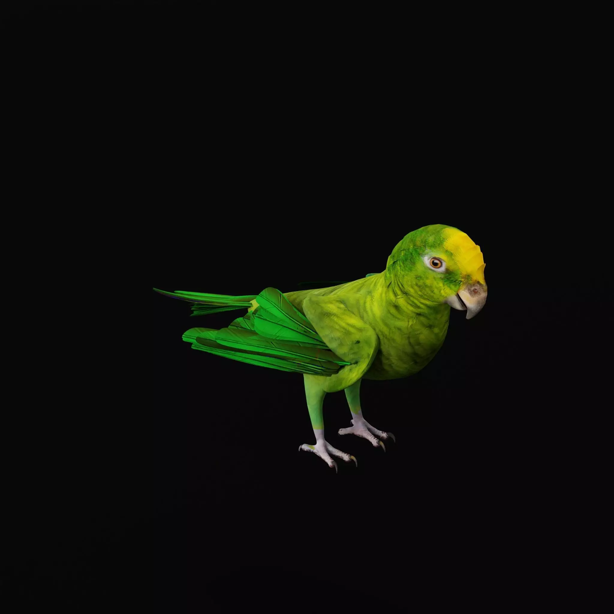 Yellow Crowned Amazon Parrot Bird Low-poly 3D model_15