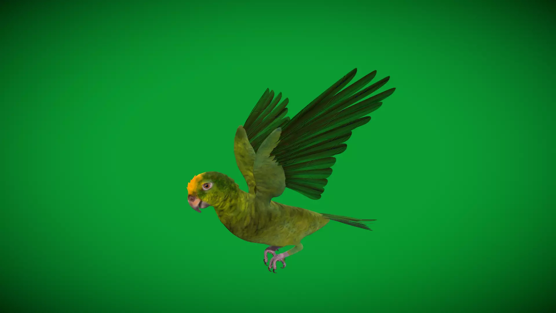 Yellow Crowned Amazon Parrot Bird Low-poly 3D model_47