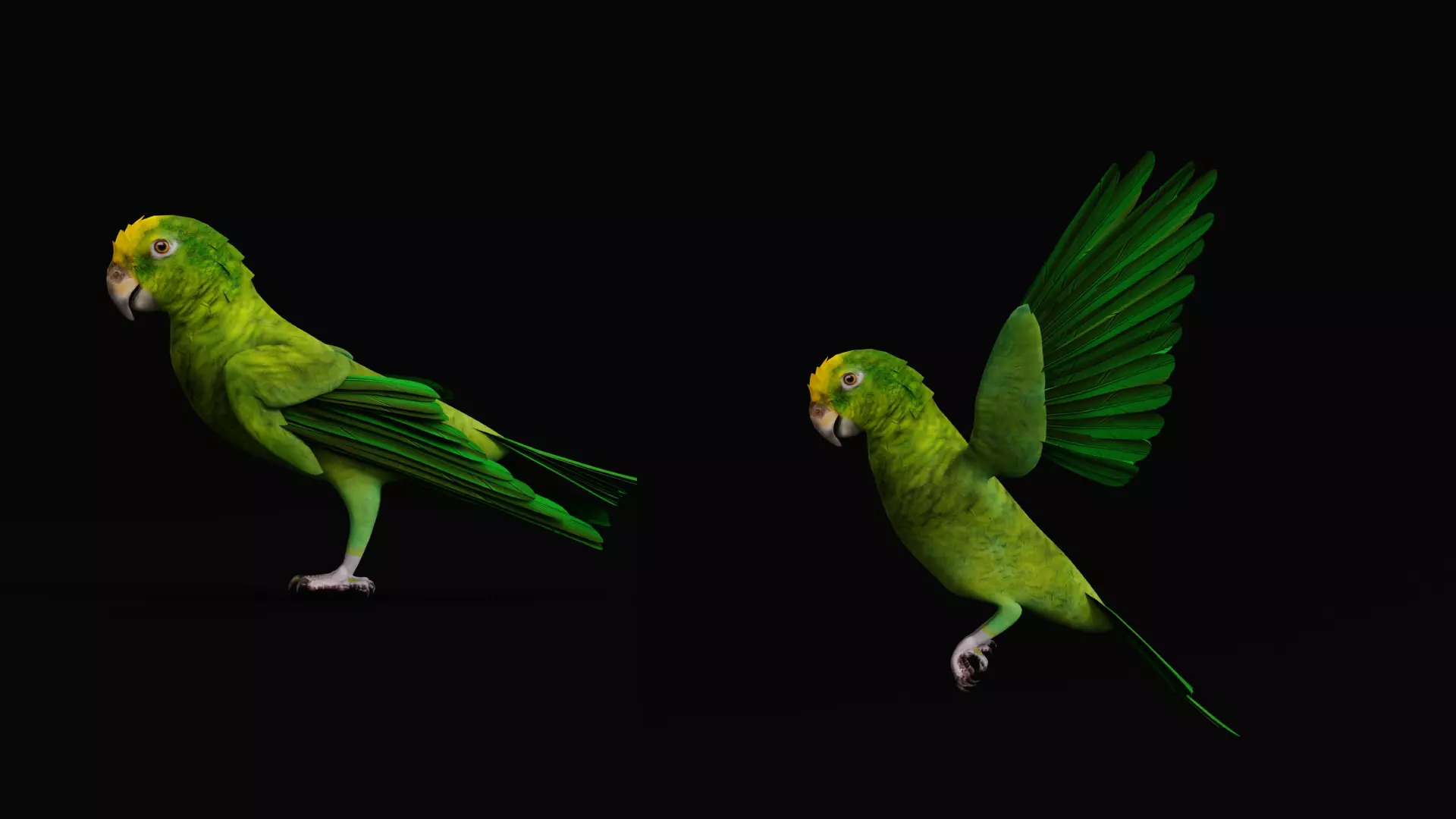 Yellow Crowned Amazon Parrot Bird Low-poly 3D model_34