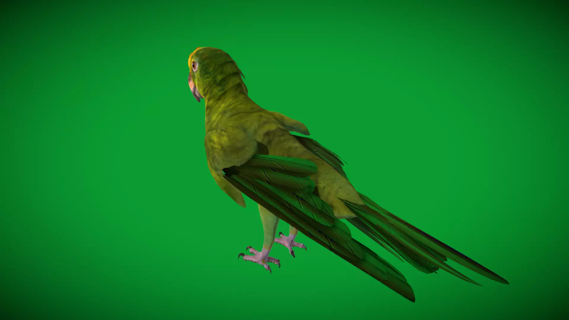 Yellow Crowned Amazon Parrot Bird Low-poly 3D model_45