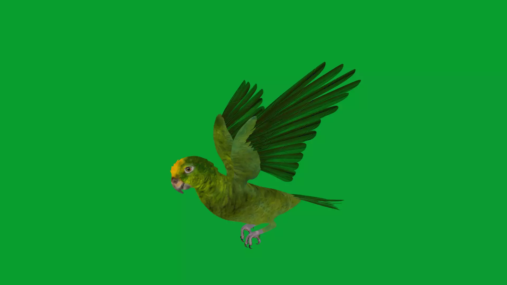 Yellow Crowned Amazon Parrot Bird Low-poly 3D model_37