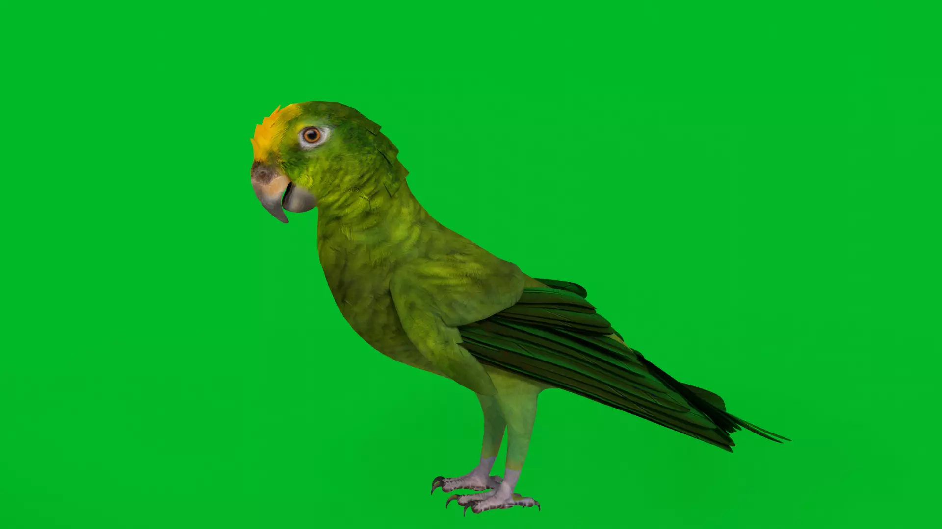 Yellow Crowned Amazon Parrot Bird Low-poly 3D model_5