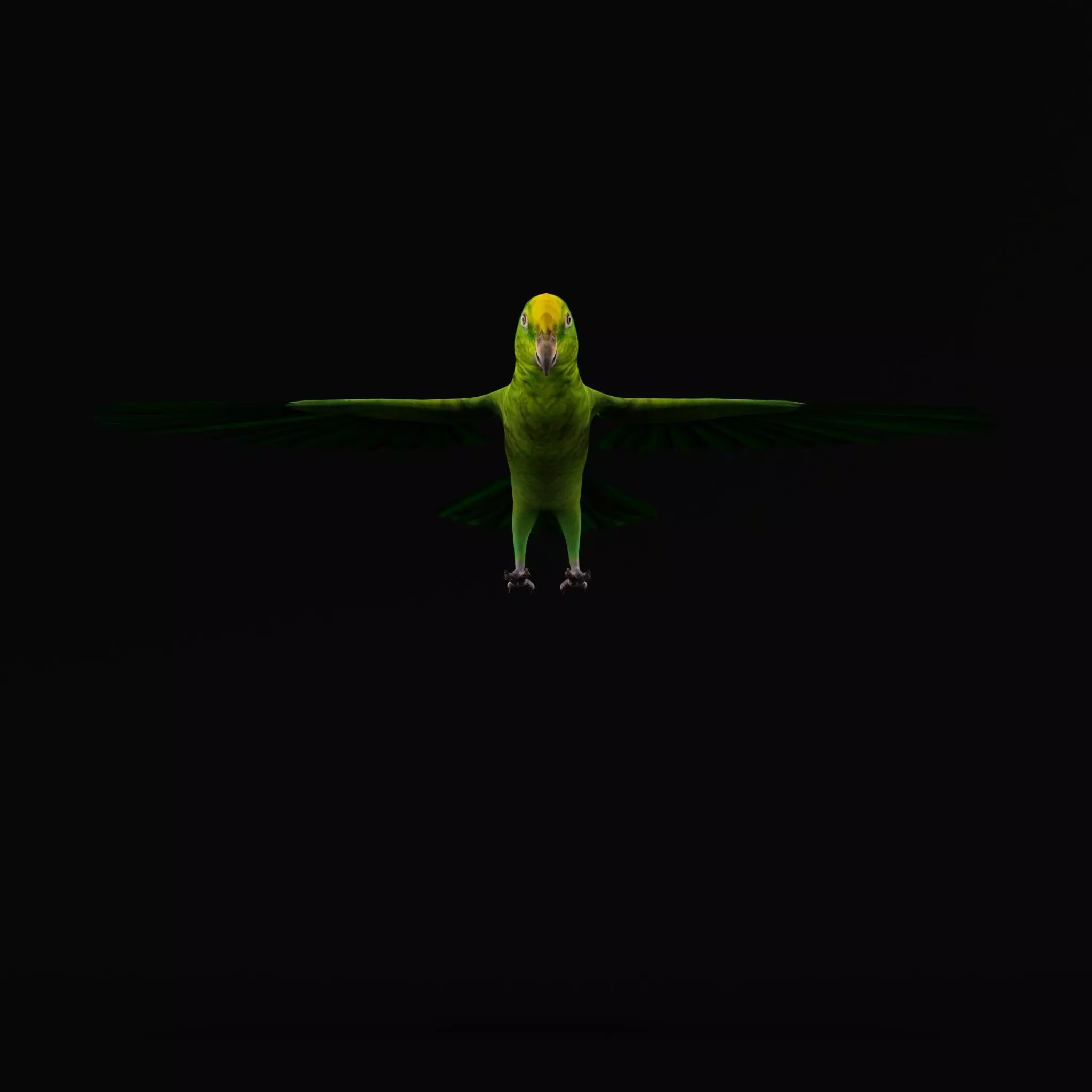 Yellow Crowned Amazon Parrot Bird Low-poly 3D model_10