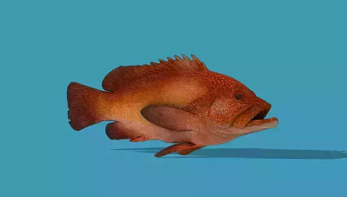 Red Grouper