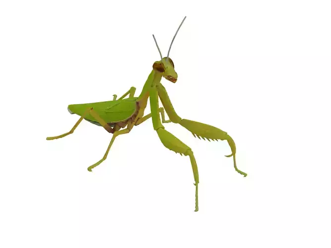 Mantis