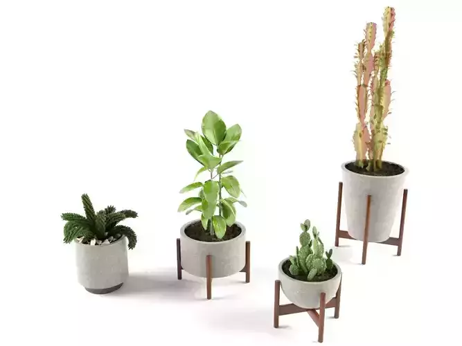 Pot Plant and Cactus Collection