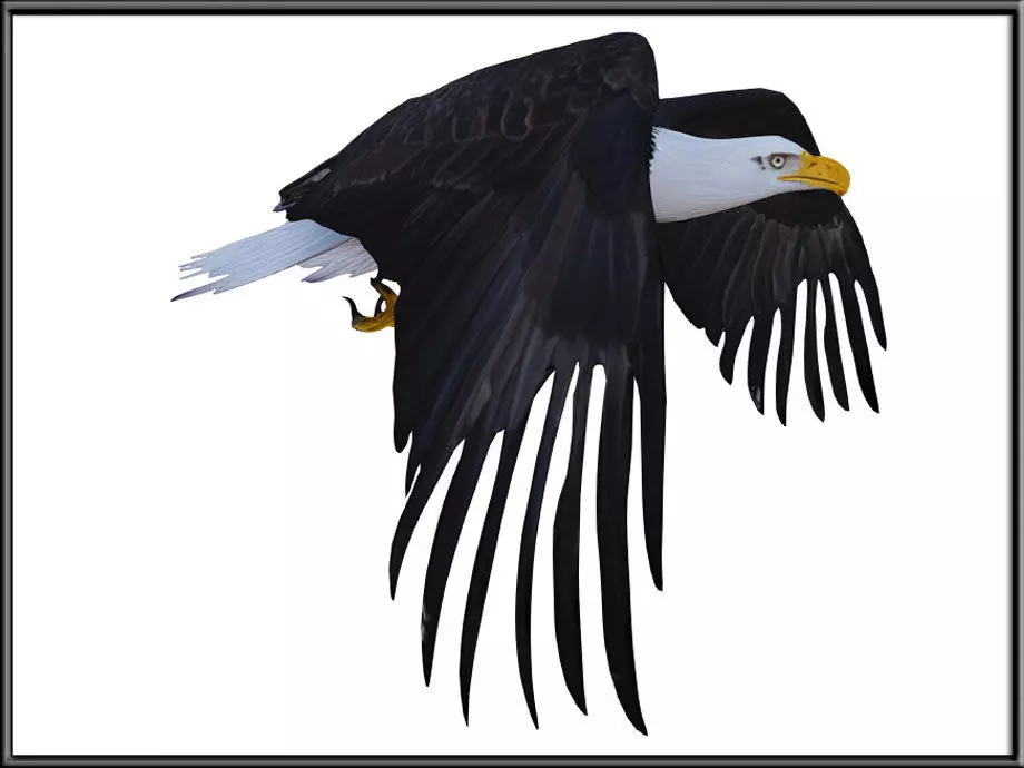 Flying Eagle Low-poly 3D model_0