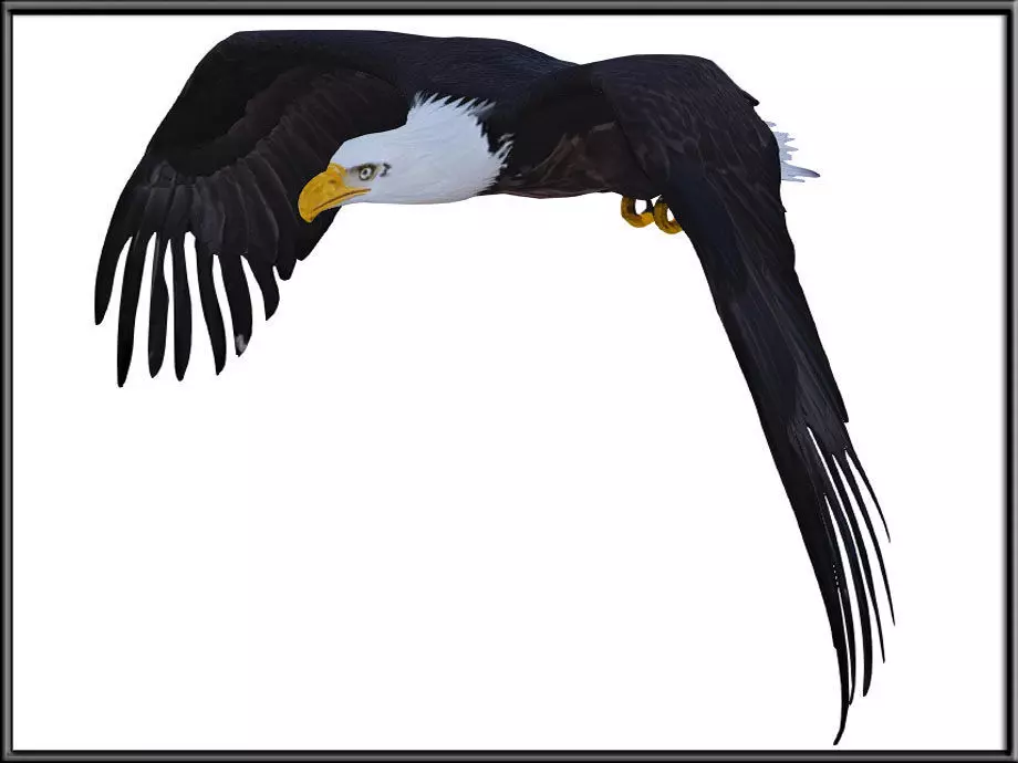 Flying Eagle Low-poly 3D model_4