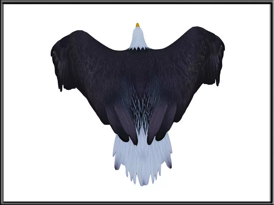 Flying Eagle Low-poly 3D model_2