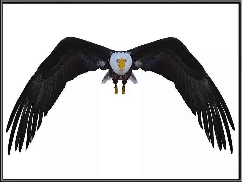 Flying Eagle Low-poly 3D model_1