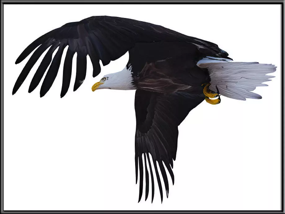 Flying Eagle Low-poly 3D model_3