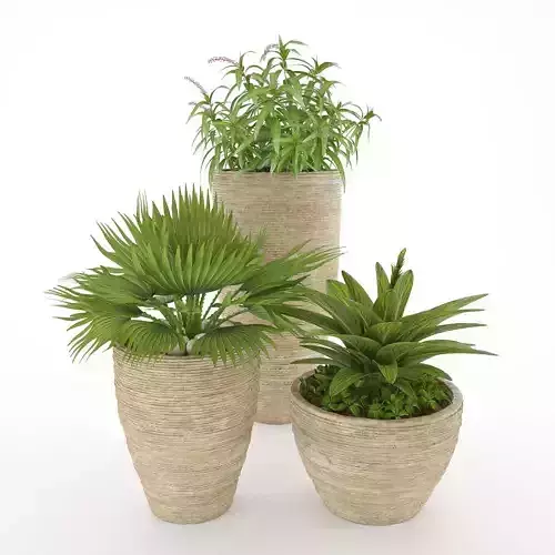 Potted Plant Collection 3D model